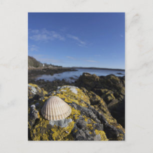 Carte Postale Un coquillage se repose sur une roche Dumfries,