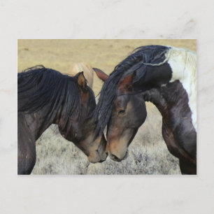 Carte Postale Un couple de chevaux sauvages
