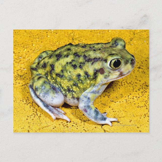 Carte Postale Un crapaud (Devant)