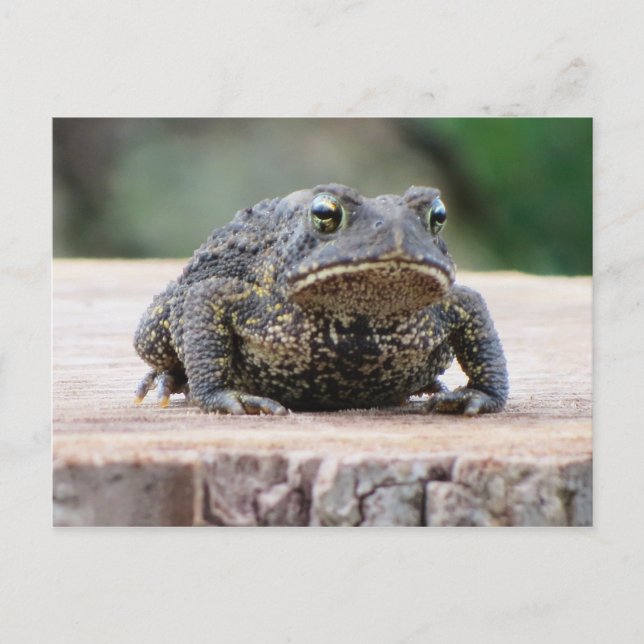 Carte Postale Un crapaud sur une tige d'arbre (Devant)