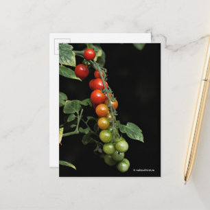 Carte Postale Un dégradé coloré de tomates cerises cultivées à l