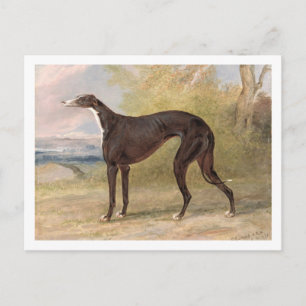 Carte Postale Un des Greyhounds gagnants de George Lane Fox : le
