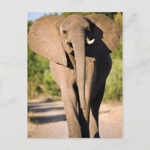 Carte Postale Un éléphant d'Afrique (Loxodonta Africana) marche