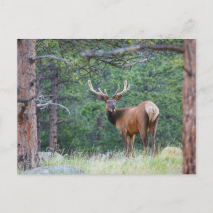 Carte Postale Un Elk regarde en arrière   Montagnes Rocheuses