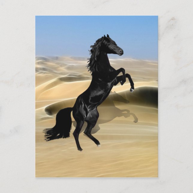 Carte Postale Un étalon noir sauvage (Devant)