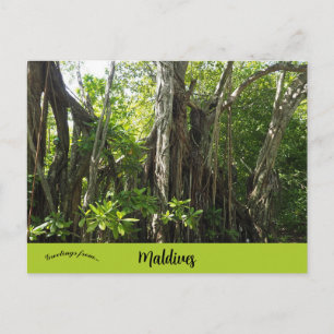 Carte Postale Un figuier des banians aux Maldives