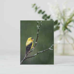 Carte Postale Un Goldfinch malheureux
