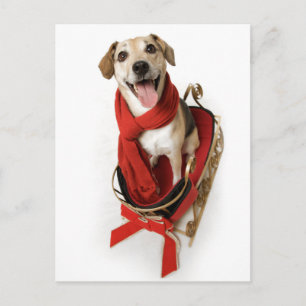 Carte Postale Un grand sourire heureux face à un chien chiot ass
