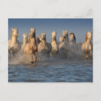 Un Groupe De Chevaux Blancs En Camargue