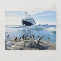 Un groupe de pingouins se tenant sur une plage