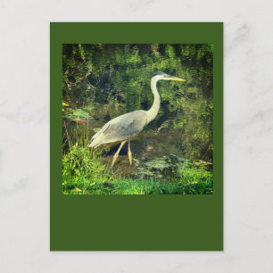 Carte Postale Un héron bleu
