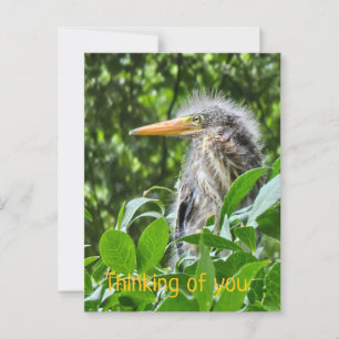 Carte Postale Un héron vert. Pensez à vous