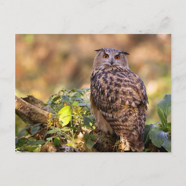 Carte Postale Un hibou de l'aigle (Devant)