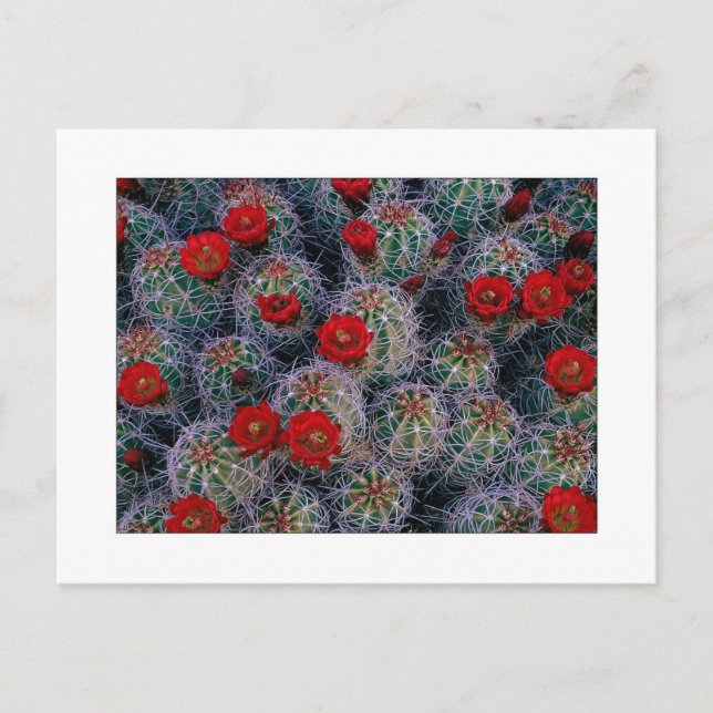 Carte Postale "Un jardin Rose du désert" (Devant)