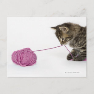 Carte Postale Un jeune chaton tabby en train de jouer