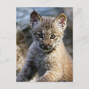 Carte Postale Un Joli Petit Lynx Kitten Canadien
