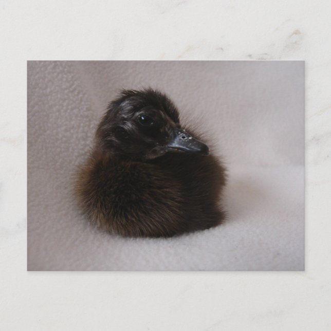 Carte Postale Un Jour Vieux Canard (Devant)