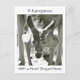 Carte Postale Un Kangourou avec un nez en forme de coeur