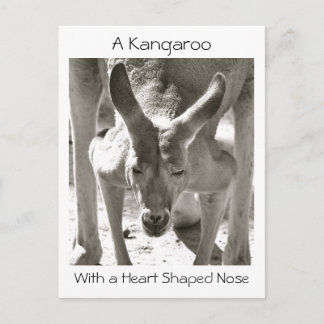 Carte Postale Un Kangourou avec un nez en forme de coeur