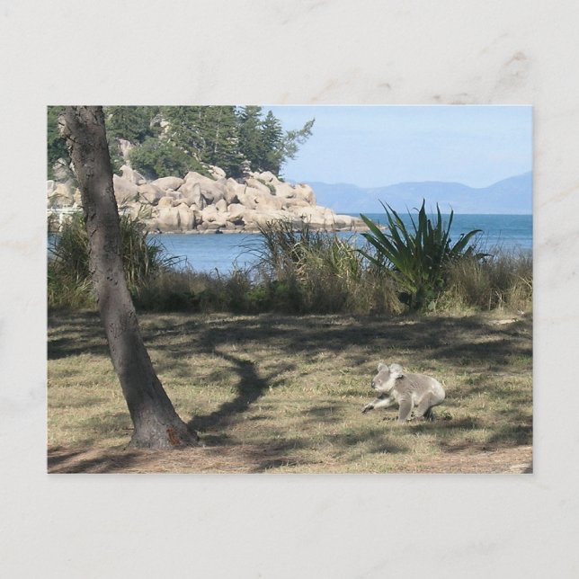 Carte Postale Un koala jeune à la plage (Devant)