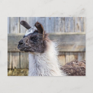 Carte Postale Un lama heureux