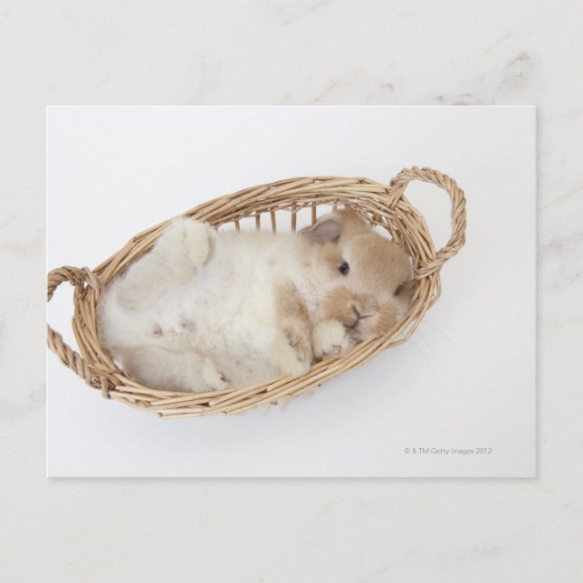Carte Postale Un lapin est dans un panier.Holland Lop. (Devant)