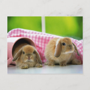 Carte Postale Un Lapin M'Aime