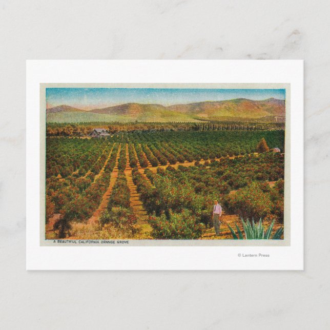 Carte Postale Un magnifique état de la GroveOrange (Devant)