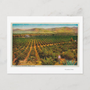 Carte Postale Un magnifique état de la GroveOrange