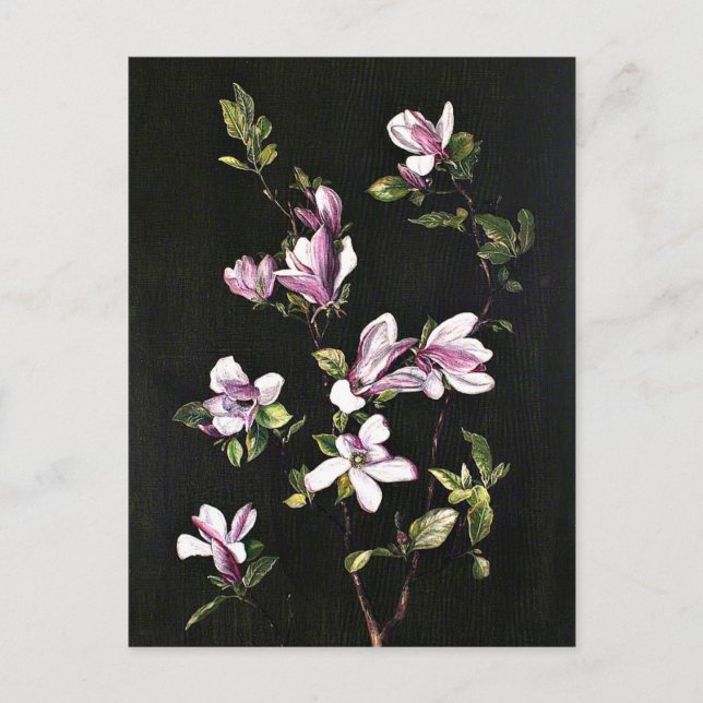 Carte Postale Un Magnolia japonais, tableau de Marianne North, (Devant)