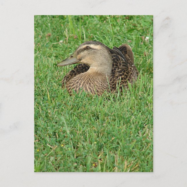 Carte Postale Un Mallard Hen (Devant)