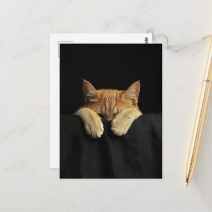 Carte Postale Un mignon chat roux endormi suspendu au lit