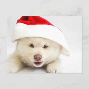 Carte Postale Un mignon chien blanc chiot dans un chapeau de Noë