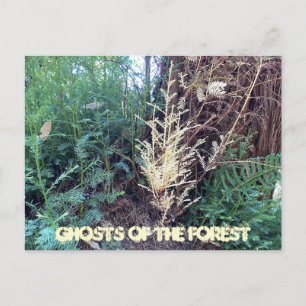 CARTE POSTALE UN MYSTÈRE CALIFORNIEN : LES FANTÔMES DE LA FORÊT