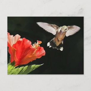 Carte Postale Un oeil sur le prix