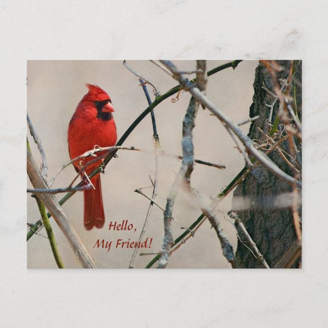 Carte Postale Un oiseau cardinal rouge sur une branche dans les  (Devant)