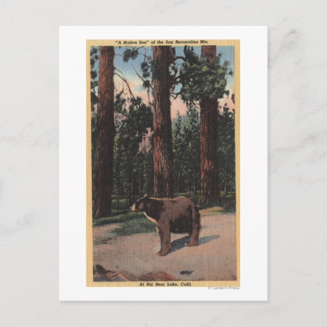Carte Postale Un ours Brown dans les bois (Devant)