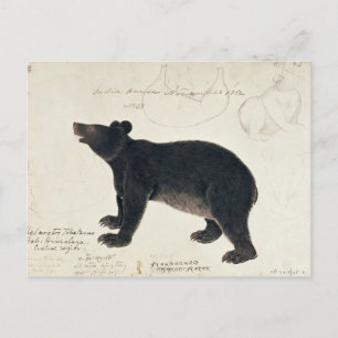 Carte Postale Un ours noir asiatique, "Ursus Tibetanus"