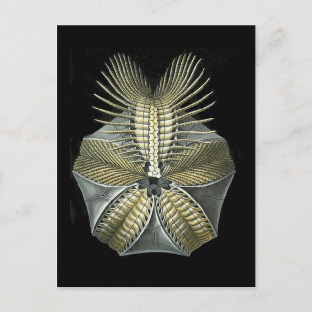 Carte Postale Un oursin des mers fossiles (Devant)