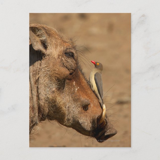 Carte Postale Un Oxpecker sur le museau d'un phacochère, Isimang (Devant)