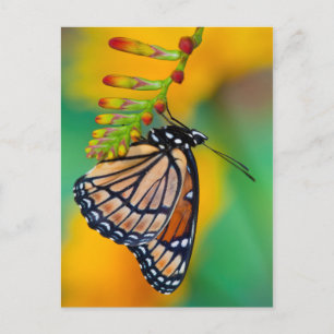 Carte Postale Un papillon amiral sur des fleurs