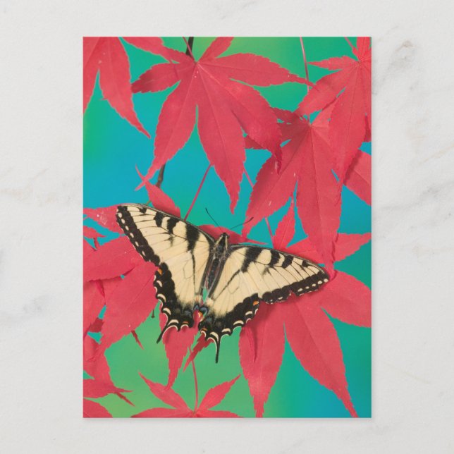 Carte Postale Un papillon canadien de machaon de tigre (Devant)