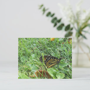 Carte Postale Un papillon monarque