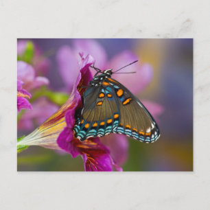 Carte Postale Un papillon swallowtail