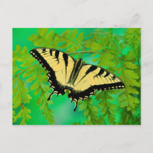 Carte Postale Un papillon swallowtail atterrissant