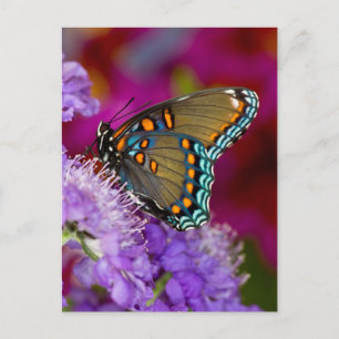 Carte Postale Un papillon swallowtail de laurier d'Amérique