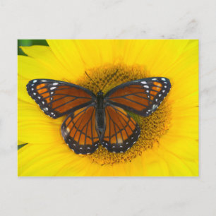 Carte Postale Un papillon vice-roi   Limenitis Archippus