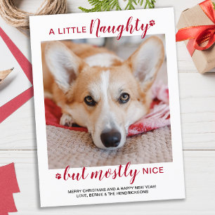 Carte Postale Un Petit Chien Personnalisé Fou Photo Holida
