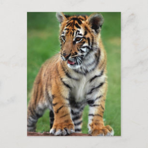 Carte Postale Un petit tigre mignon