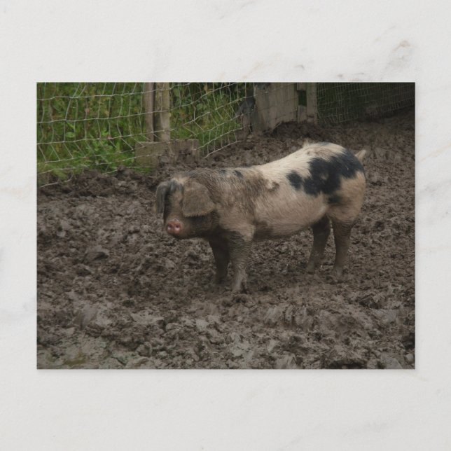 Carte Postale Un porc en canard (Devant)